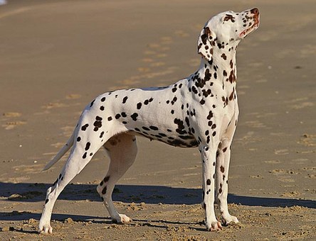 How To Care Your Dog