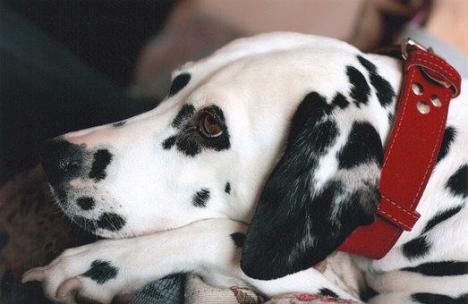 Things To Consider Before Owning A Dog