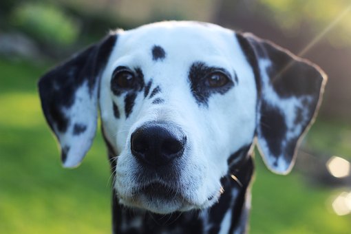 How To Train A Dog To Stay - The Correct Way To Train Your Pet