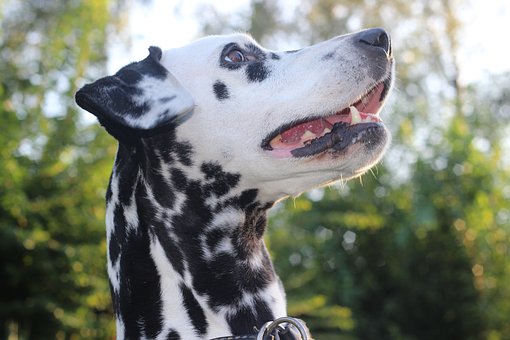 How Much Will It Cost To Own A Dog?