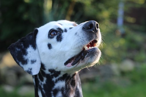 How To Pick a Good Companion Dog