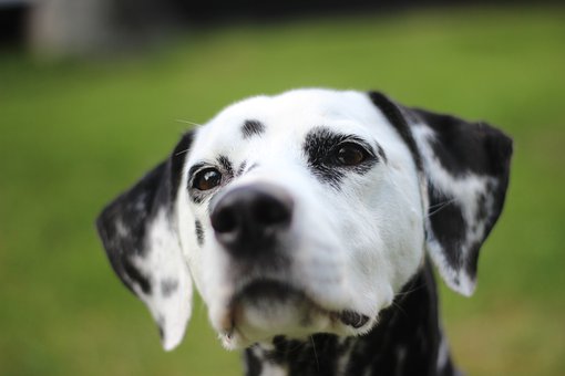 How To Curb Dog Growling