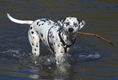 Advantage Multi For Dogs Has Turn Into Extremely Well-liked With Dog Owners.