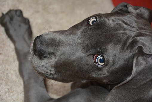 Customizing Dog Tags