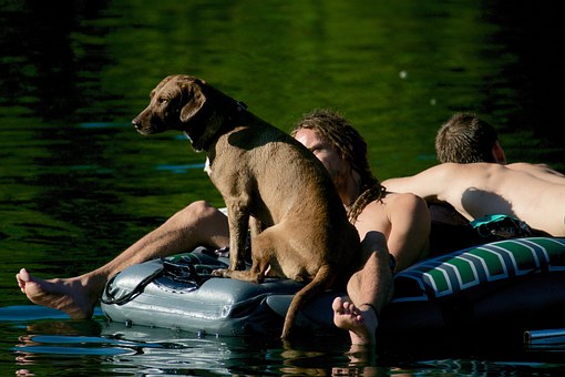 How To Deal With A Fearful Dog