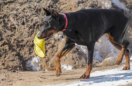 Keeping Your Prospect's Internal Watch-Dog At Bay