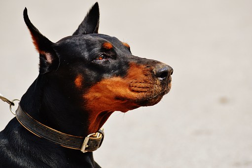 Dog Barking Challenges - Why Are They Shouting So Much?