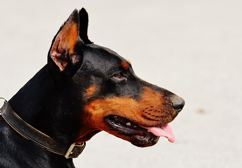 How To Naturally Treat Diarrhea In Dogs