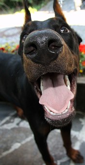 Top 5 Mistakes Dog Owners Make With Their Dog