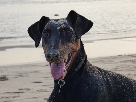 Here's How You Can Stop Your Dog From Pulling On The Leash During Walks