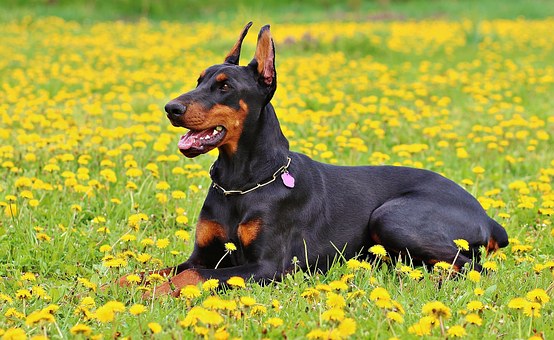 A Dog's Vision