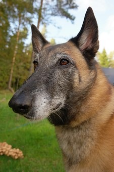 How To Stop Your Dog's Bad Behavior
