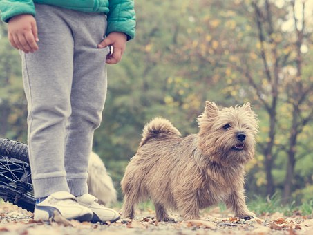 Dove Cresswells Dog Training Online Review - Any Worth?