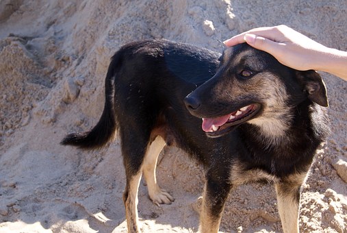 Coronary Heart Worm Prevention In Your Dog