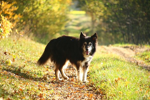 Measure Your Dog For A Harness In 5 Easy Steps