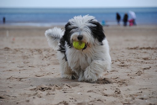 Plastic Dog Crates Or Soft-sided Dog Crates Are An Essential Part Of Camping With Your Pet