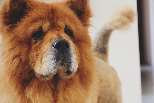 Dog Disease Symptoms-1