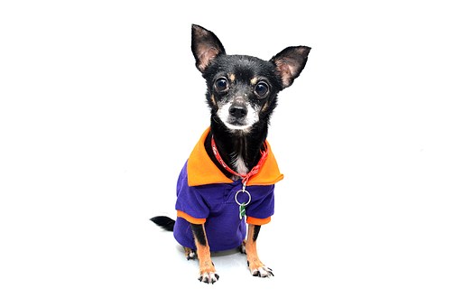 How To Live With Your Older Dog
