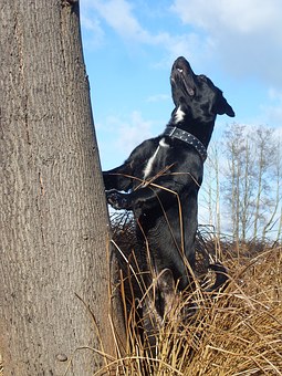Preventing Heartgard Overdose in Your Dog