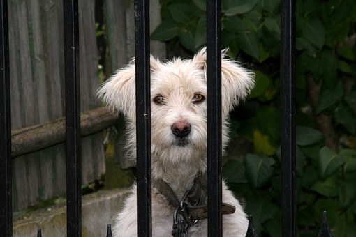 Who Is In Charge? You Or Your Dog?