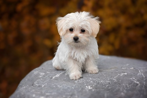 Catching Clients For Your Doggie Daycare