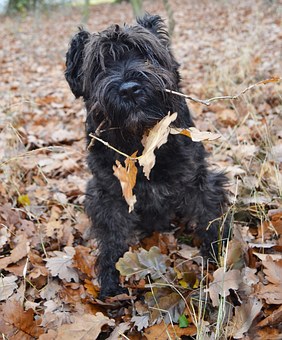Black Russian Terrier Dog Breed