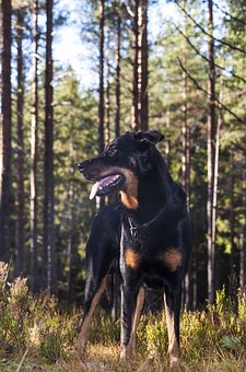 Dog Behavior Modification Takes Consistency