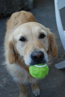 How to Choose a Dog's Kennel