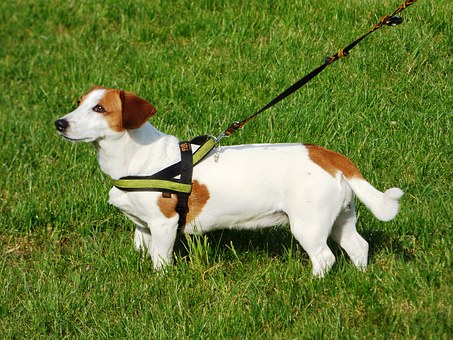 Five Ways To Tell You Shouldn't Get A Dog