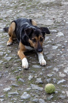 How To Keep Your Dog Safe After Fall Gardening