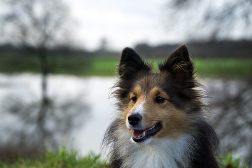 Identifying & Controlling Your Dog's Allergies