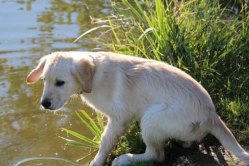 Allergic To Your Dog? --- 5 Ways To Reduce Symptoms Of Canine Allergies