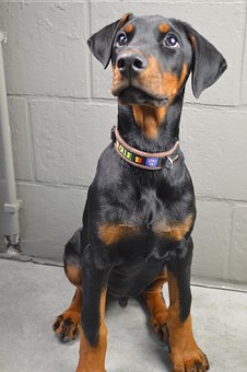 How To Clean Your Dog Leash