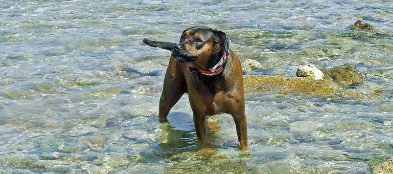How Is Editing Like Grooming a Dog?