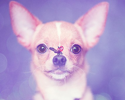 Grown To Be Partners To Achieve Your Dog Again ( Unused ) Certain Give Good Results! Get Those Forme