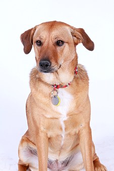 Get Mates To Develop The Dog For A Second Time . . . Particular Manage! Obtain A Former Mate Close F