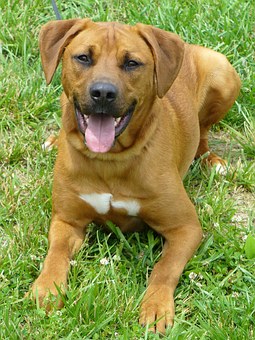 How To Have A Well-trained Dog?