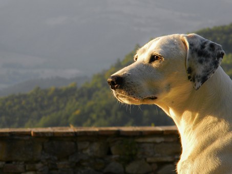How To Quickly Stop Dog Barking