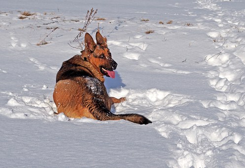 Getting the Perfect Family Dog