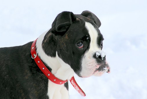 Glucosamine HCL vs Glucosamine Sulfate - Which is better for a dog's joints?