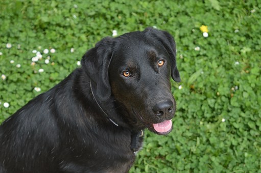 Pet Dog Insurance - Comparing Pet Dog Insurance Plans