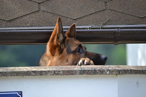 Pampering Your Dog: 101