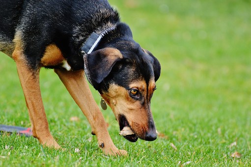 Taking The Dog For A Walk - Which Breed Is Best?