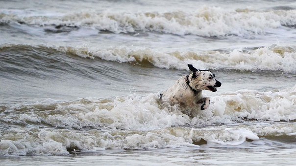 Believe You Understand Which Dogs Can Rip Their Acls?