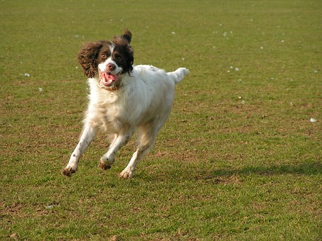 When Dogs Get Older