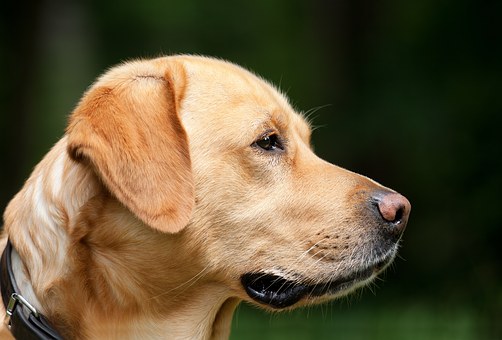 How To Stop A Dog From Digging