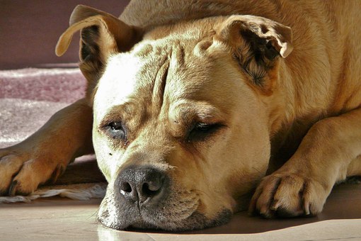 Puppy Training And Dog Training Online- Dove Cresswell Review