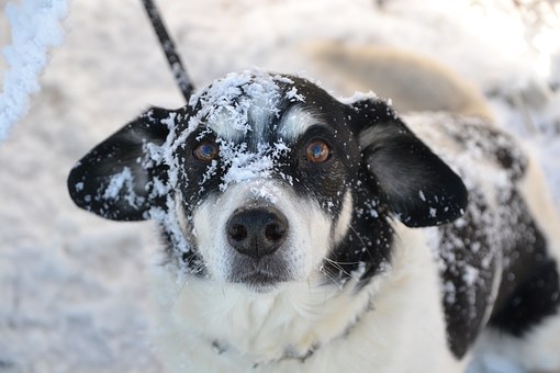 How To Help Your Dog Lose Weight
