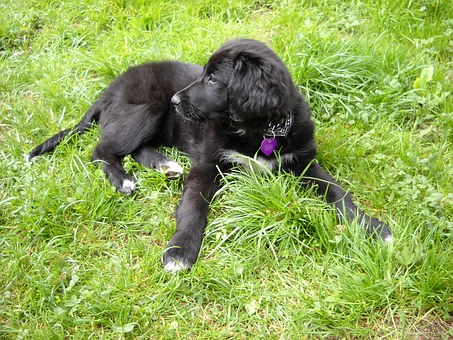 Often Be Acquaintances To Enjoy The Dog Ever Again -- Likely To Execute!