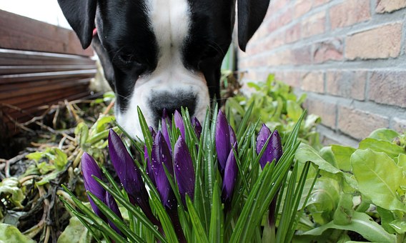 Five Reasons to Pick Up After Your Dog, Every Single Time